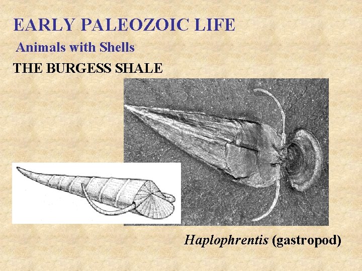 EARLY PALEOZOIC LIFE Animals with Shells THE BURGESS SHALE Haplophrentis (gastropod) 