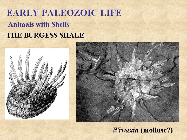 EARLY PALEOZOIC LIFE Animals with Shells THE BURGESS SHALE Wiwaxia (mollusc? ) 