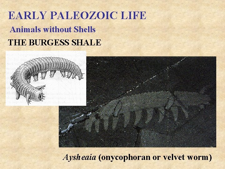 EARLY PALEOZOIC LIFE Animals without Shells THE BURGESS SHALE Aysheaia (onycophoran or velvet worm)