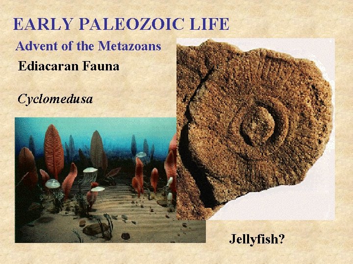 EARLY PALEOZOIC LIFE Advent of the Metazoans Ediacaran Fauna Cyclomedusa Jellyfish? 