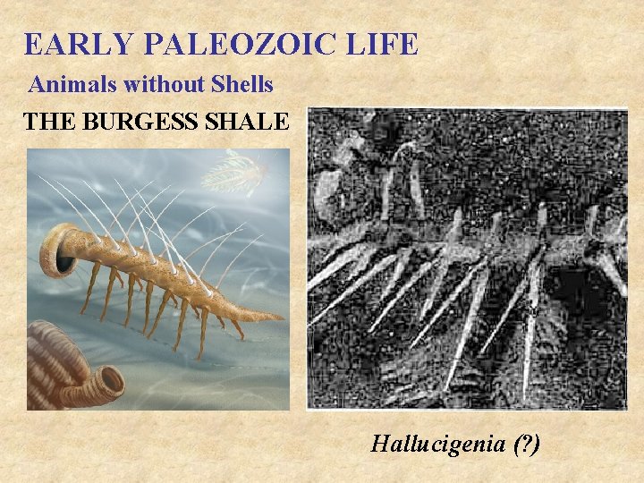 EARLY PALEOZOIC LIFE Animals without Shells THE BURGESS SHALE Hallucigenia (? ) 