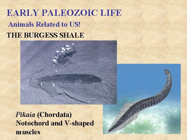 EARLY PALEOZOIC LIFE Animals Related to US! THE BURGESS SHALE Pikaia (Chordata) Notochord and