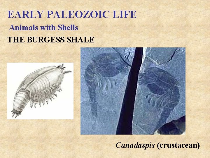 EARLY PALEOZOIC LIFE Animals with Shells THE BURGESS SHALE Canadaspis (crustacean) 