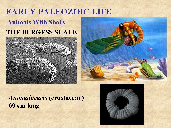 EARLY PALEOZOIC LIFE Animals With Shells THE BURGESS SHALE Anomalocaris (crustacean) 60 cm long