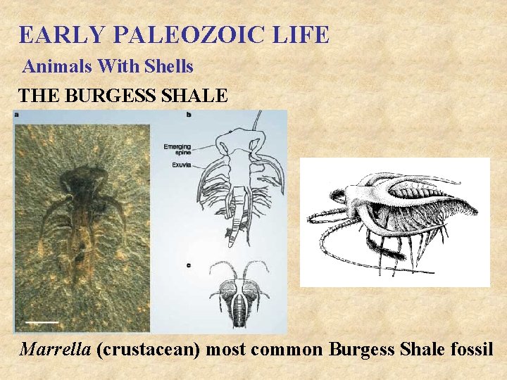 EARLY PALEOZOIC LIFE Animals With Shells THE BURGESS SHALE Marrella (crustacean) most common Burgess