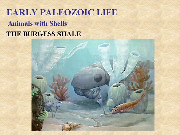 EARLY PALEOZOIC LIFE Animals with Shells THE BURGESS SHALE 
