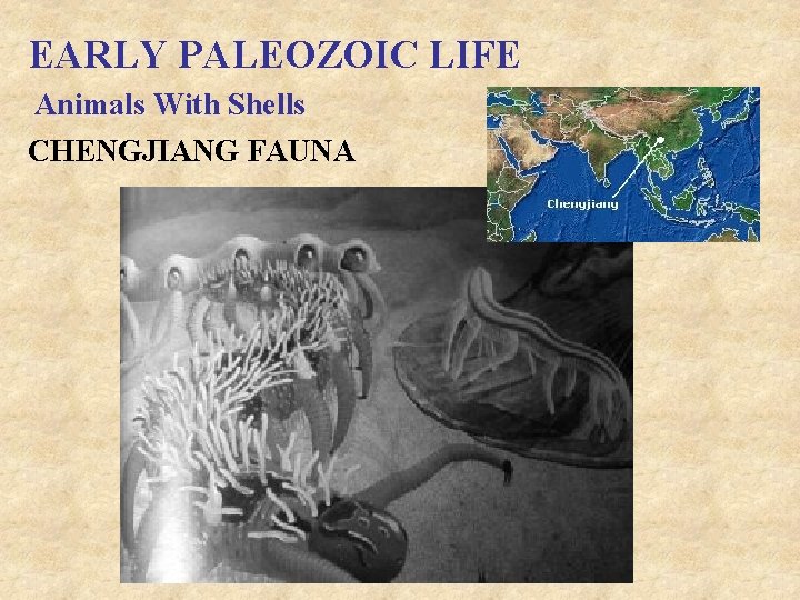 EARLY PALEOZOIC LIFE Animals With Shells CHENGJIANG FAUNA 