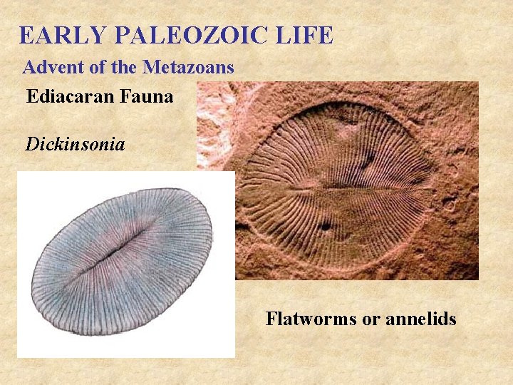 EARLY PALEOZOIC LIFE Advent of the Metazoans Ediacaran Fauna Dickinsonia Flatworms or annelids 