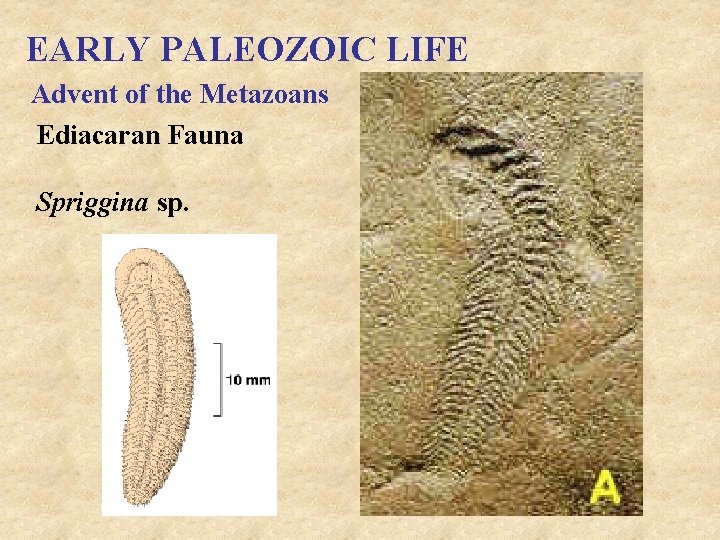 EARLY PALEOZOIC LIFE Advent of the Metazoans Ediacaran Fauna Spriggina sp. 