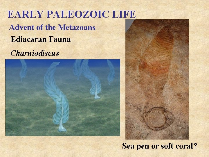 EARLY PALEOZOIC LIFE Advent of the Metazoans Ediacaran Fauna Charniodiscus Sea pen or soft