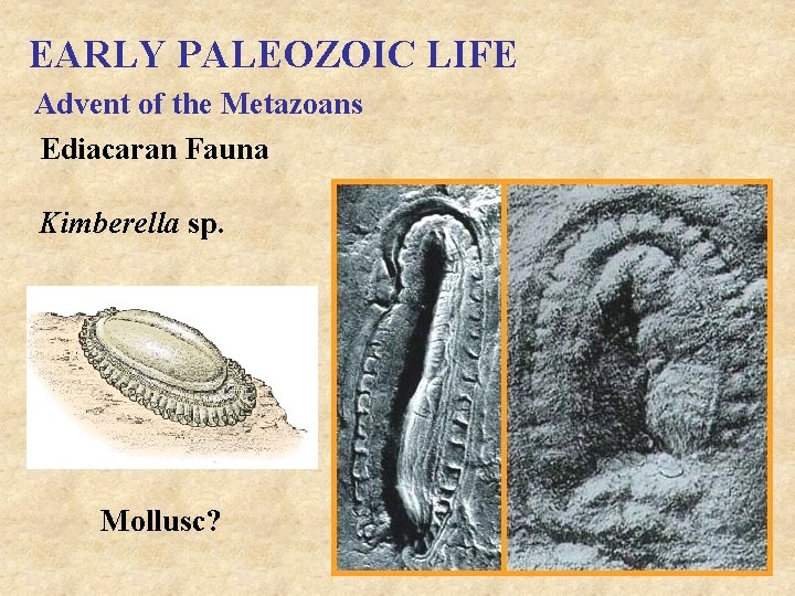 EARLY PALEOZOIC LIFE Advent of the Metazoans Ediacaran Fauna Kimberella sp. Mollusc? 