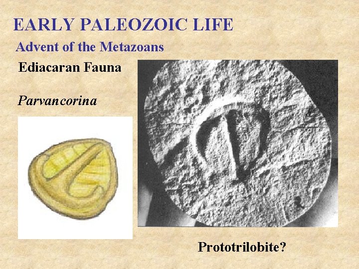 EARLY PALEOZOIC LIFE Advent of the Metazoans Ediacaran Fauna Parvancorina Prototrilobite? 