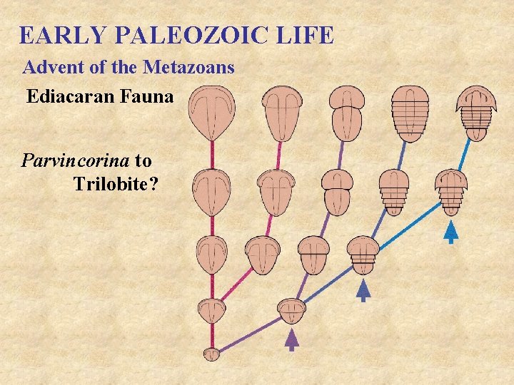 EARLY PALEOZOIC LIFE Advent of the Metazoans Ediacaran Fauna Parvincorina to Trilobite? 