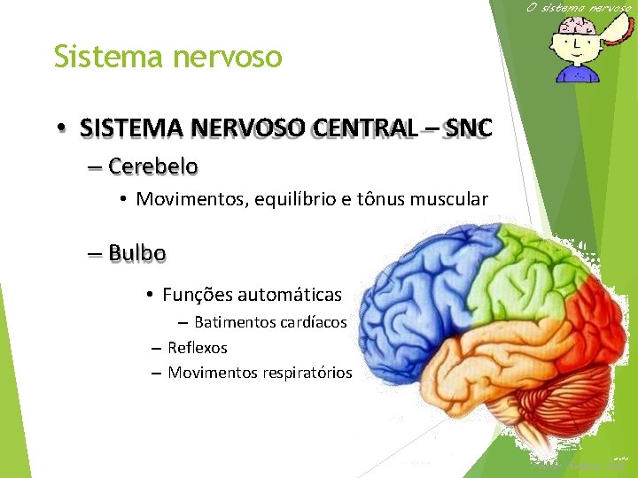 O sistema nervoso Sistema nervoso • SISTEMA NERVOSO CENTRAL – SNC – Cerebelo •