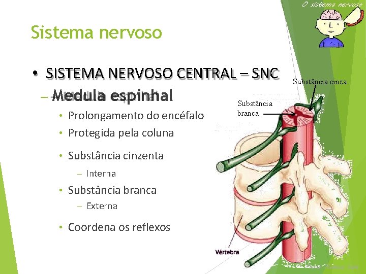 O sistema nervoso Sistema nervoso • SISTEMA NERVOSO CENTRAL – SNC – Medula espinhal