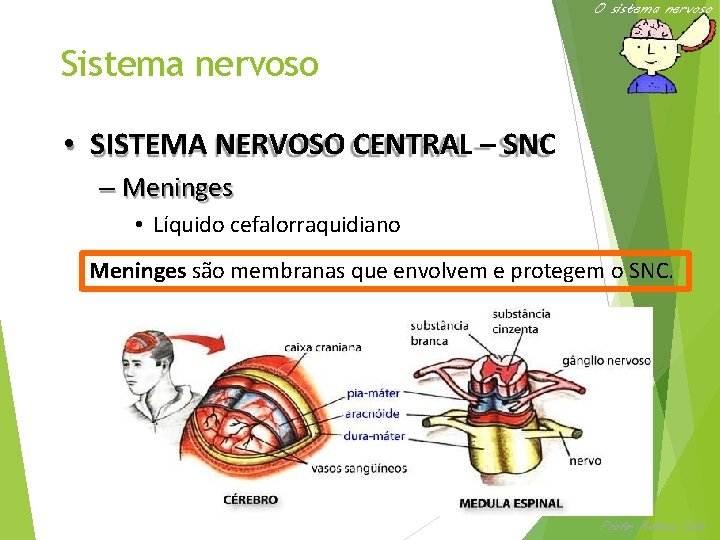 O sistema nervoso Sistema nervoso • SISTEMA NERVOSO CENTRAL – SNC – Meninges •