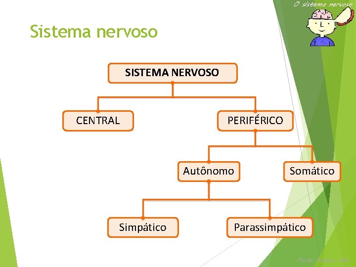 O sistema nervoso SISTEMA NERVOSO CENTRAL PERIFÉRICO Autônomo Simpático Somático Parassimpático Profa. Rebeca Vale