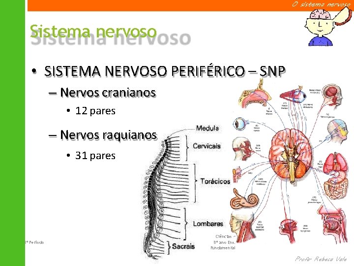 O sistema nervoso Sistema nervoso • SISTEMA NERVOSO PERIFÉRICO – SNP – Nervos cranianos