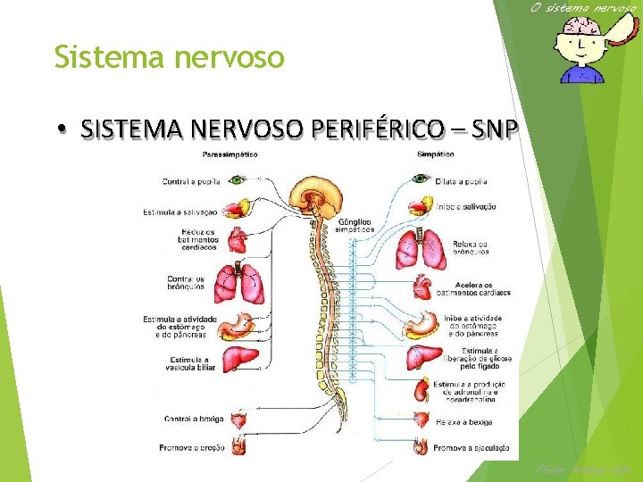 O sistema nervoso Sistema nervoso • SISTEMA NERVOSO PERIFÉRICO – SNP Ciências – 8º