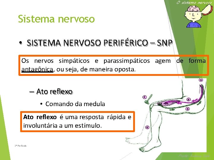 O sistema nervoso Sistema nervoso • SISTEMA NERVOSO PERIFÉRICO – SNP Os nervos simpáticos