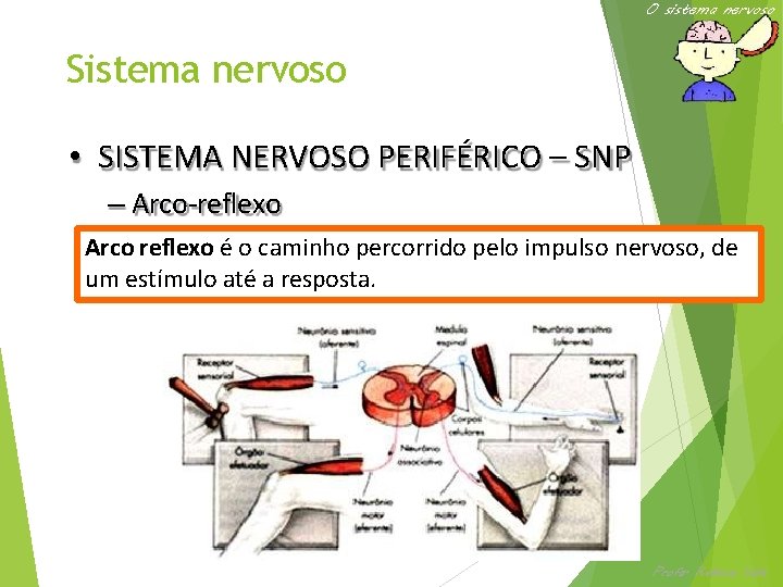 O sistema nervoso Sistema nervoso • SISTEMA NERVOSO PERIFÉRICO – SNP – Arco-reflexo •