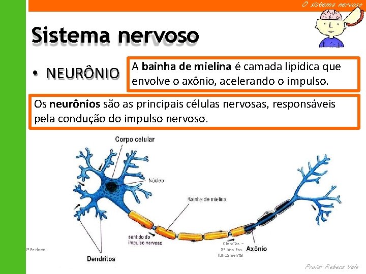 O sistema nervoso Sistema nervoso • NEURÔNIO A bainha de mielina é camada lipídica