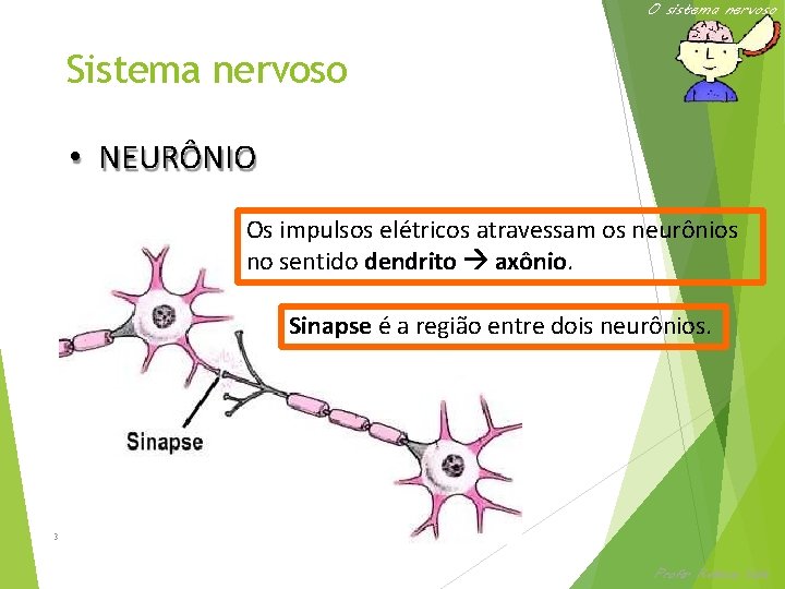 O sistema nervoso Sistema nervoso • NEURÔNIO Os impulsos elétricos atravessam os neurônios no