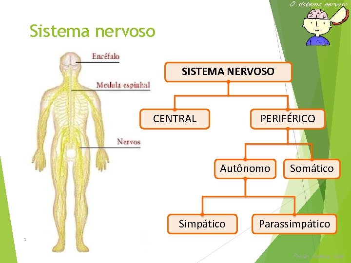 O sistema nervoso SISTEMA NERVOSO CENTRAL PERIFÉRICO Autônomo Simpático Somático Parassimpático 3º Período Profa.