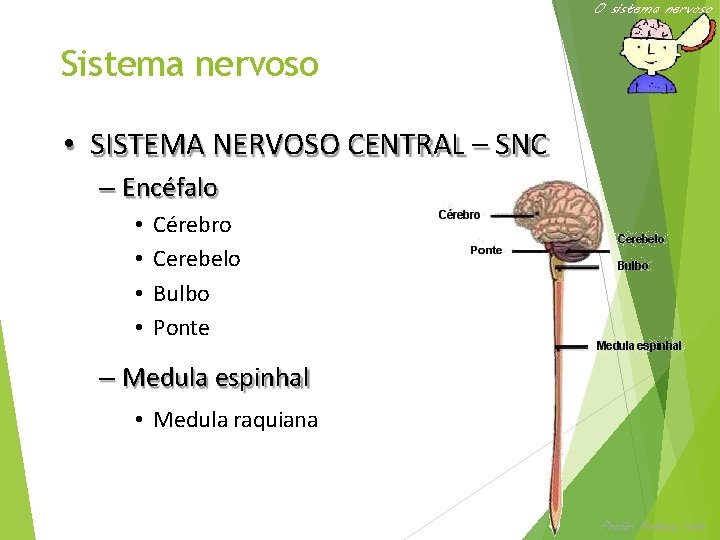O sistema nervoso Sistema nervoso • SISTEMA NERVOSO CENTRAL – SNC – Encéfalo •