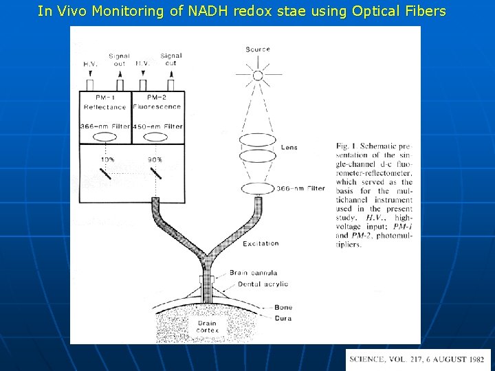 In Vivo Monitoring of NADH redox stae using Optical Fibers 