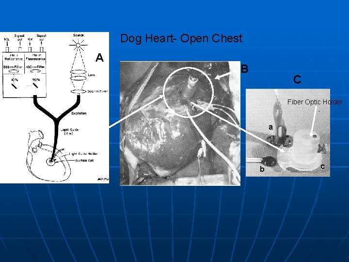 Dog Heart- Open Chest A B C Fiber Optic Holder a b c 