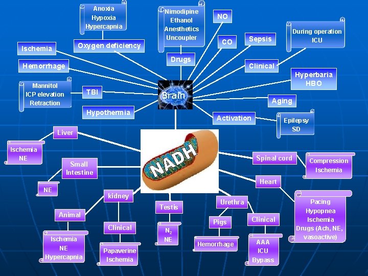 Anoxia Hypercapnia Nimodipine Ethanol Anesthetics Uncoupler Oxygen deficiency Ischemia NO CO Drugs Hemorrhage During