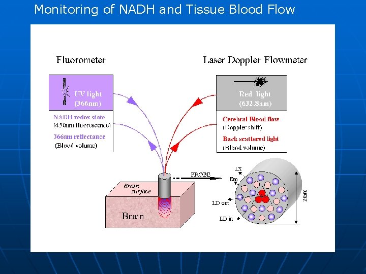 Monitoring of NADH and Tissue Blood Flow 