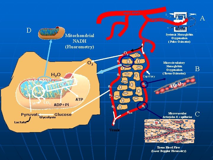 Major artery A Large Artery D NADH Mitochondrial NADH (Fluorometry) Art Systemic Hemoglobin Oxygenation