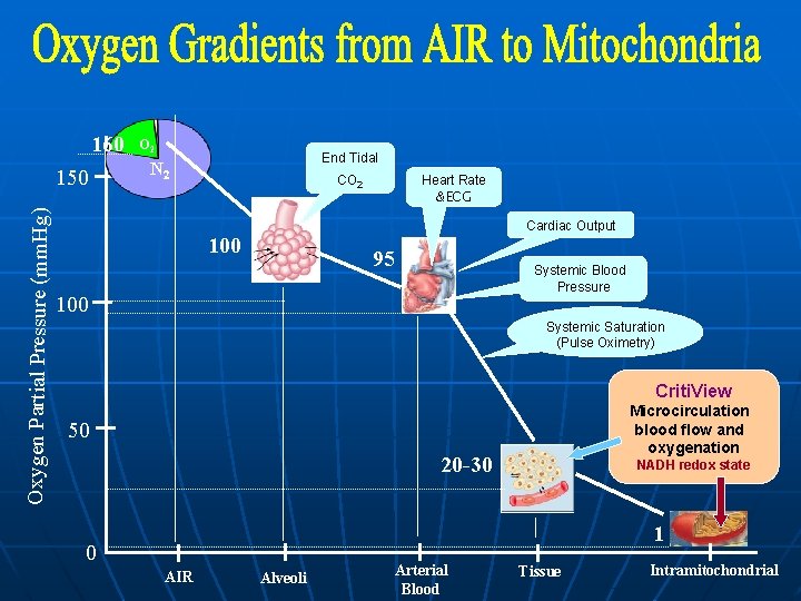 160 Oxygen Partial Pressure (mm. Hg) 150 O 2 End Tidal N 2 CO