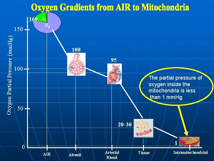 160 Oxygen Partial Pressure (mm. Hg) 150 O 2 N 2 100 95 100