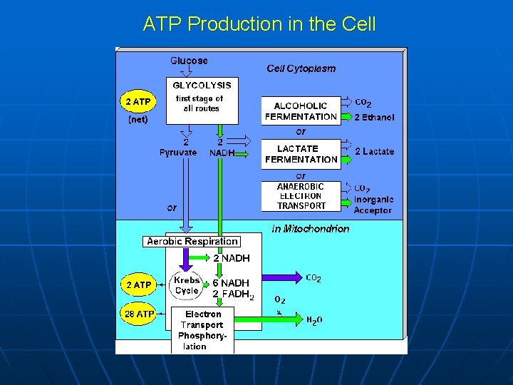 ATP Production in the Cell 
