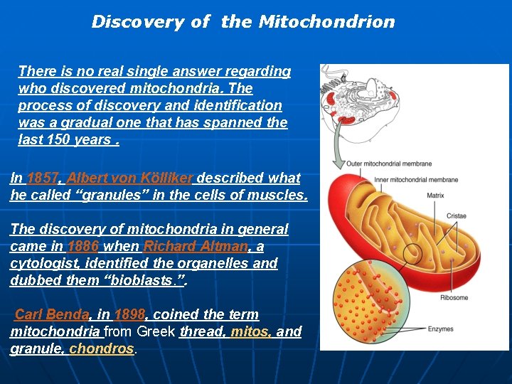 Discovery of the Mitochondrion There is no real single answer regarding who discovered mitochondria.