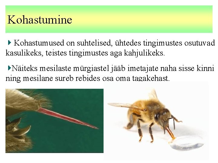 Kohastumine Kohastumused on suhtelised, ühtedes tingimustes osutuvad kasulikeks, teistes tingimustes aga kahjulikeks. Näiteks mesilaste