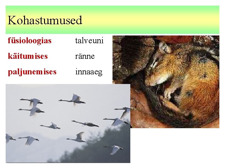 Kohastumused füsioloogias talveuni käitumises ränne paljunemises innaaeg 