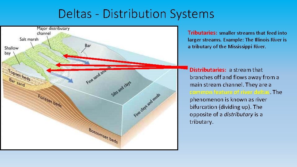 Deltas - Distribution Systems Tributaries: smaller streams that feed into larger streams. Example: The