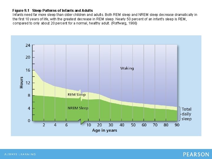 Figure 9. 1 Sleep Patterns of Infants and Adults Infants need far more sleep