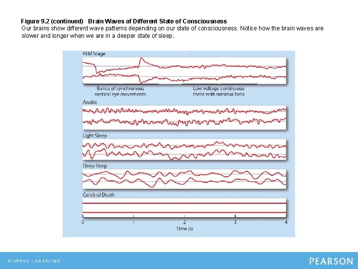 Figure 9. 2 (continued) Brain Waves of Different State of Consciousness Our brains show