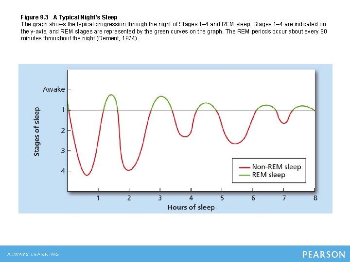 Figure 9. 3 A Typical Night's Sleep The graph shows the typical progression through