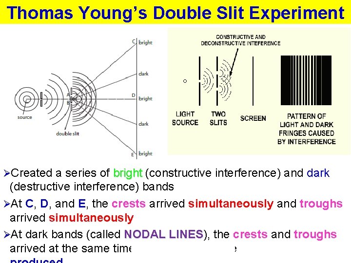 Thomas Young’s Double Slit Experiment ØCreated a series of bright (constructive interference) and dark