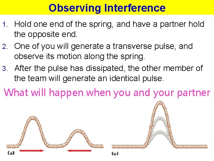 Observing Interference 1. Hold one end of the spring, and have a partner hold