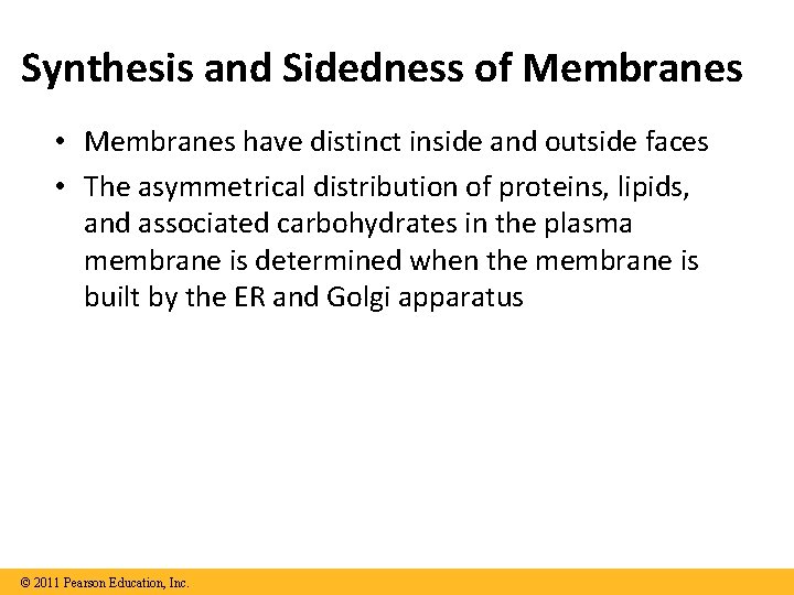 Synthesis and Sidedness of Membranes • Membranes have distinct inside and outside faces •