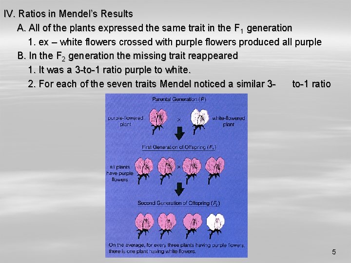 IV. Ratios in Mendel’s Results A. All of the plants expressed the same trait