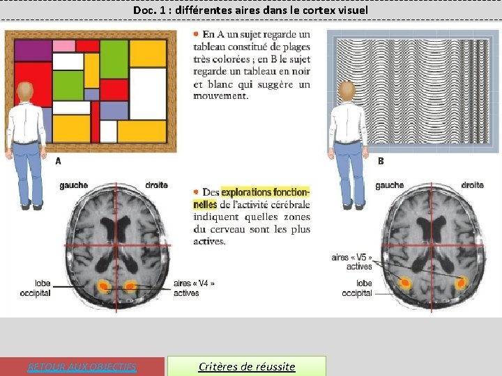 Doc. 1 : différentes aires dans le cortex visuel RETOUR AUX OBJECTIFS Critères de