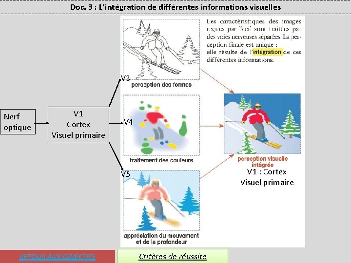 Doc. 3 : L’intégration de différentes informations visuelles V 3 Nerf optique V 1